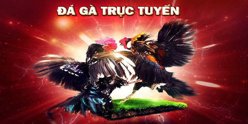 đá gà trực tiếp CPC4