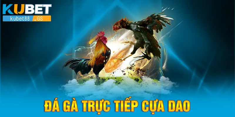 đá gà trực tiếp cựa dao