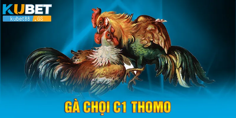 gà chọi c1 thomo