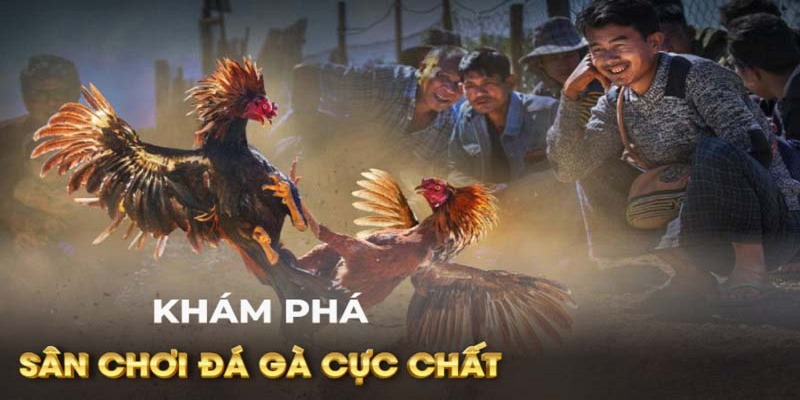 Thông tin về đá gà casino trực tiếp